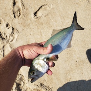 Image #3427 from GreatAnglers.com Image #3427 from GreatAnglers.com