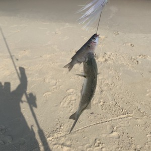 Image #3441 from GreatAnglers.com Image #3441 from GreatAnglers.com
