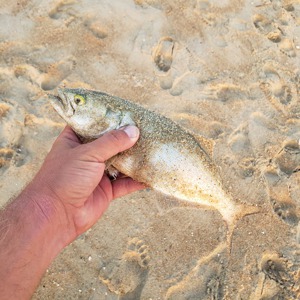 Image #3452 from GreatAnglers.com Image #3452 from GreatAnglers.com