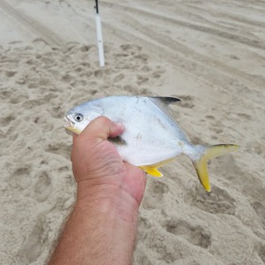 Image #3471 from GreatAnglers.com Image #3471 from GreatAnglers.com