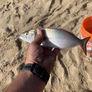 Image #3492 from GreatAnglers.com Image #3492 from GreatAnglers.com