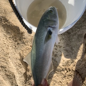Image #3494 from GreatAnglers.com Image #3494 from GreatAnglers.com