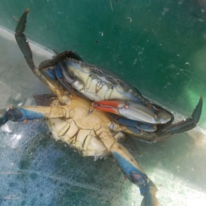 Image #3526 from GreatAnglers.com Image #3526 from GreatAnglers.com