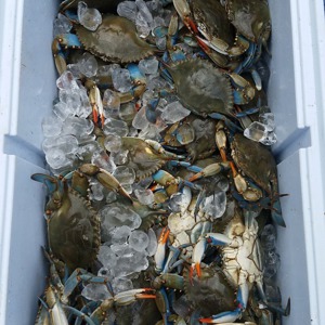Image #3549 from GreatAnglers.com Image #3549 from GreatAnglers.com