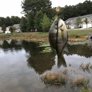 Image #3573 from GreatAnglers.com Image #3573 from GreatAnglers.com