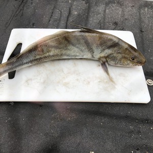 Image #3602 from GreatAnglers.com Image #3602 from GreatAnglers.com