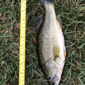 Image #3632 from GreatAnglers.com Image #3632 from GreatAnglers.com