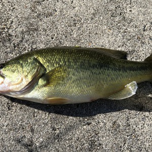 Image #3660 from GreatAnglers.com Image #3660 from GreatAnglers.com