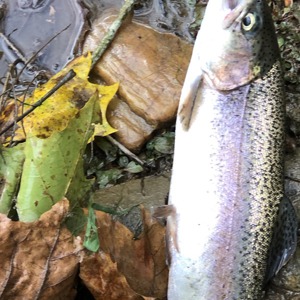 Image #3672 from GreatAnglers.com Image #3672 from GreatAnglers.com