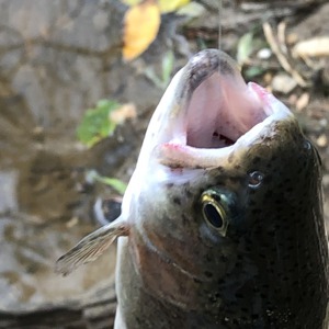 Image #3674 from GreatAnglers.com Image #3674 from GreatAnglers.com