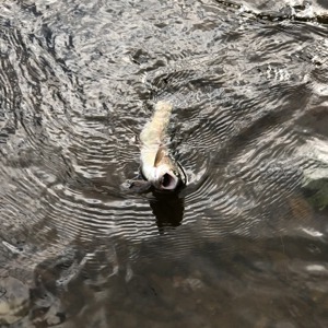 Image #3675 from GreatAnglers.com Image #3675 from GreatAnglers.com