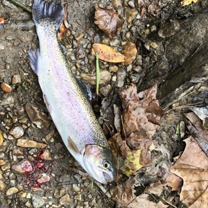 Image #3676 from GreatAnglers.com Image #3676 from GreatAnglers.com