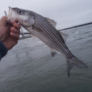 Image #3716 from GreatAnglers.com Image #3716 from GreatAnglers.com