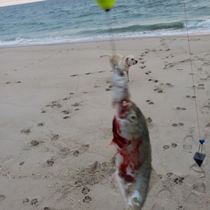 Image #3717 from GreatAnglers.com Image #3717 from GreatAnglers.com