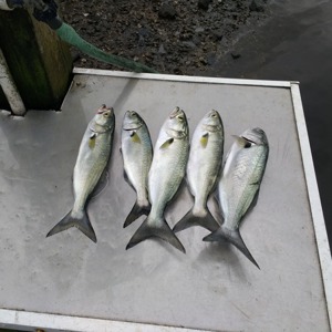 Image #3736 from GreatAnglers.com Image #3736 from GreatAnglers.com