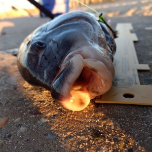 Image #3761 from GreatAnglers.com Image #3761 from GreatAnglers.com