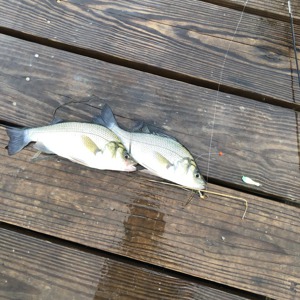 Image #3785 from GreatAnglers.com Image #3785 from GreatAnglers.com