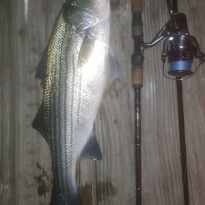 Image #3788 from GreatAnglers.com Image #3788 from GreatAnglers.com