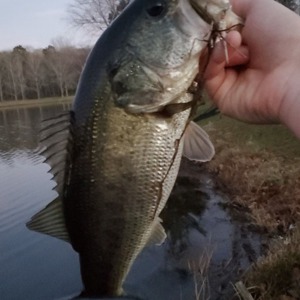 Image #3837 from GreatAnglers.com Image #3837 from GreatAnglers.com