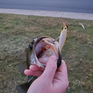 Image #3838 from GreatAnglers.com Image #3838 from GreatAnglers.com