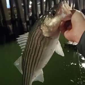 Image #3840 from GreatAnglers.com Image #3840 from GreatAnglers.com