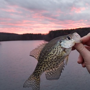 Image #3849 from GreatAnglers.com Image #3849 from GreatAnglers.com