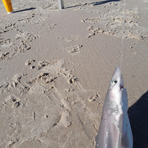 Image #3888 from GreatAnglers.com Image #3888 from GreatAnglers.com