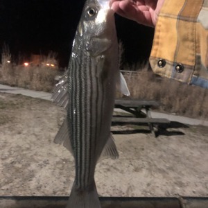 Image #3902 from GreatAnglers.com Image #3902 from GreatAnglers.com
