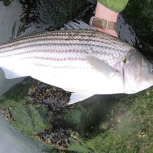 Image #3958 from GreatAnglers.com Image #3958 from GreatAnglers.com