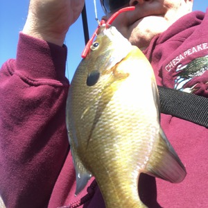 Image #4000 from GreatAnglers.com Image #4000 from GreatAnglers.com