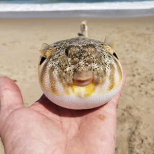 Image #4192 from GreatAnglers.com Image #4192 from GreatAnglers.com