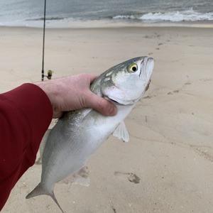 Image #4230 from GreatAnglers.com Image #4230 from GreatAnglers.com