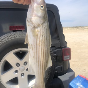 Image #4323 from GreatAnglers.com Image #4323 from GreatAnglers.com