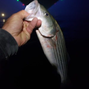 Image #4386 from GreatAnglers.com Image #4386 from GreatAnglers.com