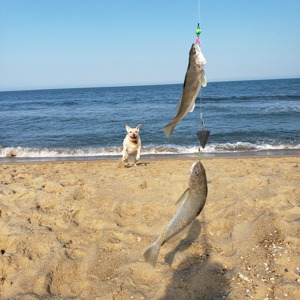 Image #4638 from GreatAnglers.com Image #4638 from GreatAnglers.com