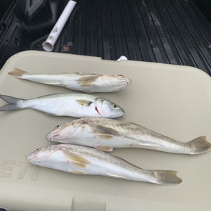 Image #4772 from GreatAnglers.com Image #4772 from GreatAnglers.com