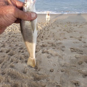 Image #4775 from GreatAnglers.com Image #4775 from GreatAnglers.com