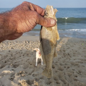 Image #4776 from GreatAnglers.com Image #4776 from GreatAnglers.com
