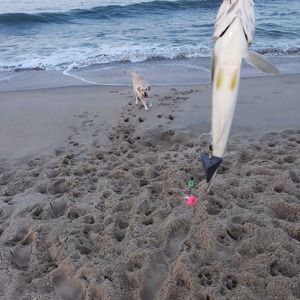 Image #4777 from GreatAnglers.com Image #4777 from GreatAnglers.com