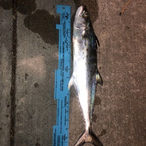 Image #4783 from GreatAnglers.com Image #4783 from GreatAnglers.com