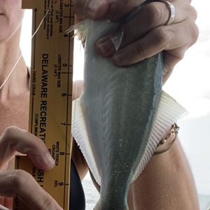 Image #4948 from GreatAnglers.com Image #4948 from GreatAnglers.com