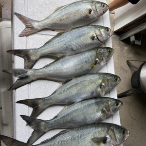 Image #5150 from GreatAnglers.com Image #5150 from GreatAnglers.com