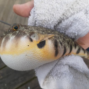 Image #5188 from GreatAnglers.com Image #5188 from GreatAnglers.com