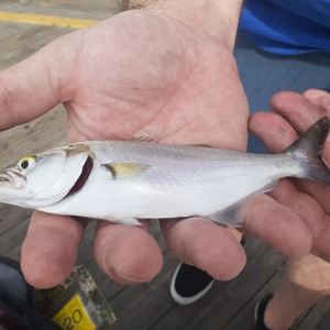 Image #5193 from GreatAnglers.com Image #5193 from GreatAnglers.com