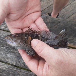 Image #5194 from GreatAnglers.com Image #5194 from GreatAnglers.com