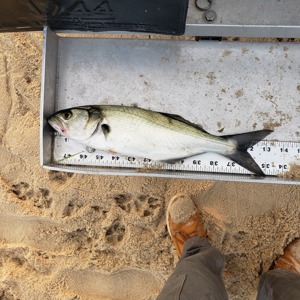 Image #5211 from GreatAnglers.com Image #5211 from GreatAnglers.com