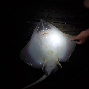 Image #5214 from GreatAnglers.com Image #5214 from GreatAnglers.com