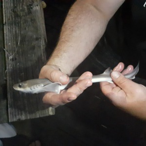 Image #5215 from GreatAnglers.com Image #5215 from GreatAnglers.com