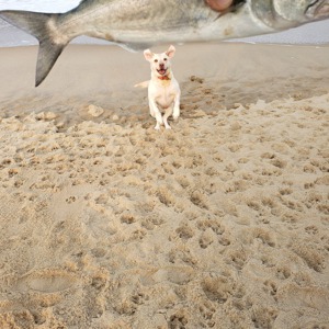 Image #5220 from GreatAnglers.com Image #5220 from GreatAnglers.com