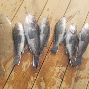 Image #5236 from GreatAnglers.com Image #5236 from GreatAnglers.com